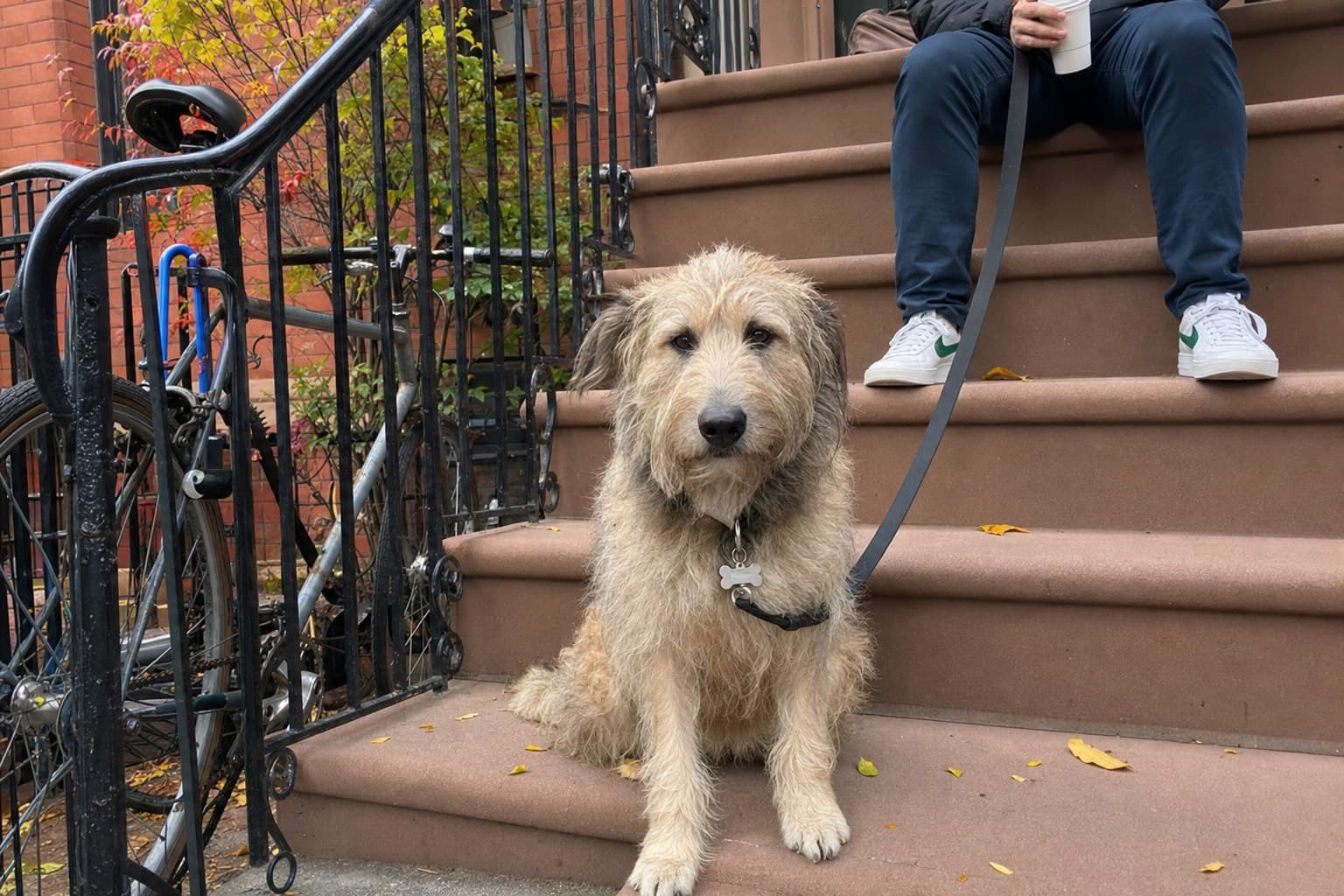 The New Puppy Checklist: Everything to Do Before They Come Home