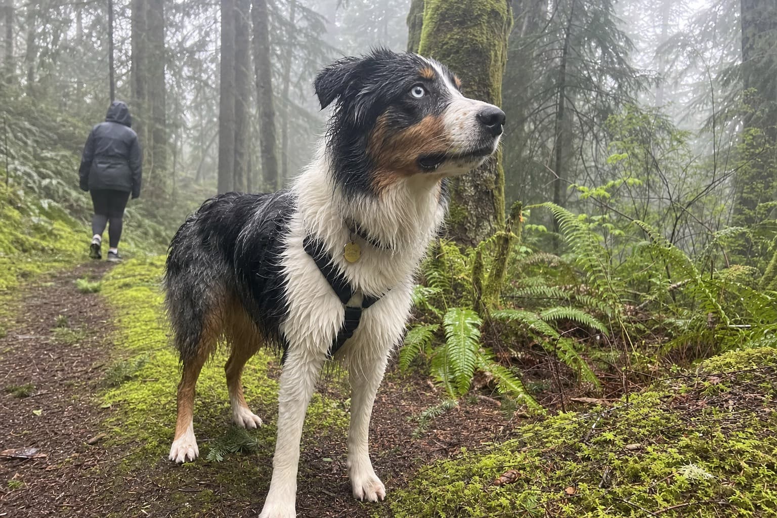 Dog-Friendly Travel: How to Take Your Dog Anywhere