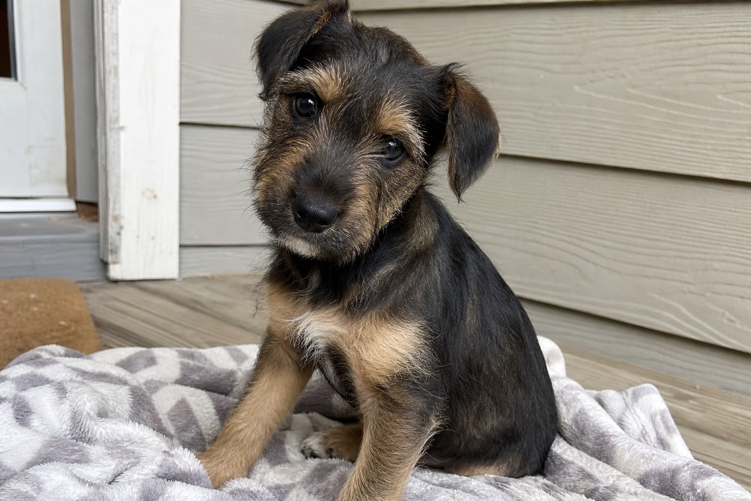 The 3-3-3 Rule: What to Expect When You Adopt a Rescue Dog