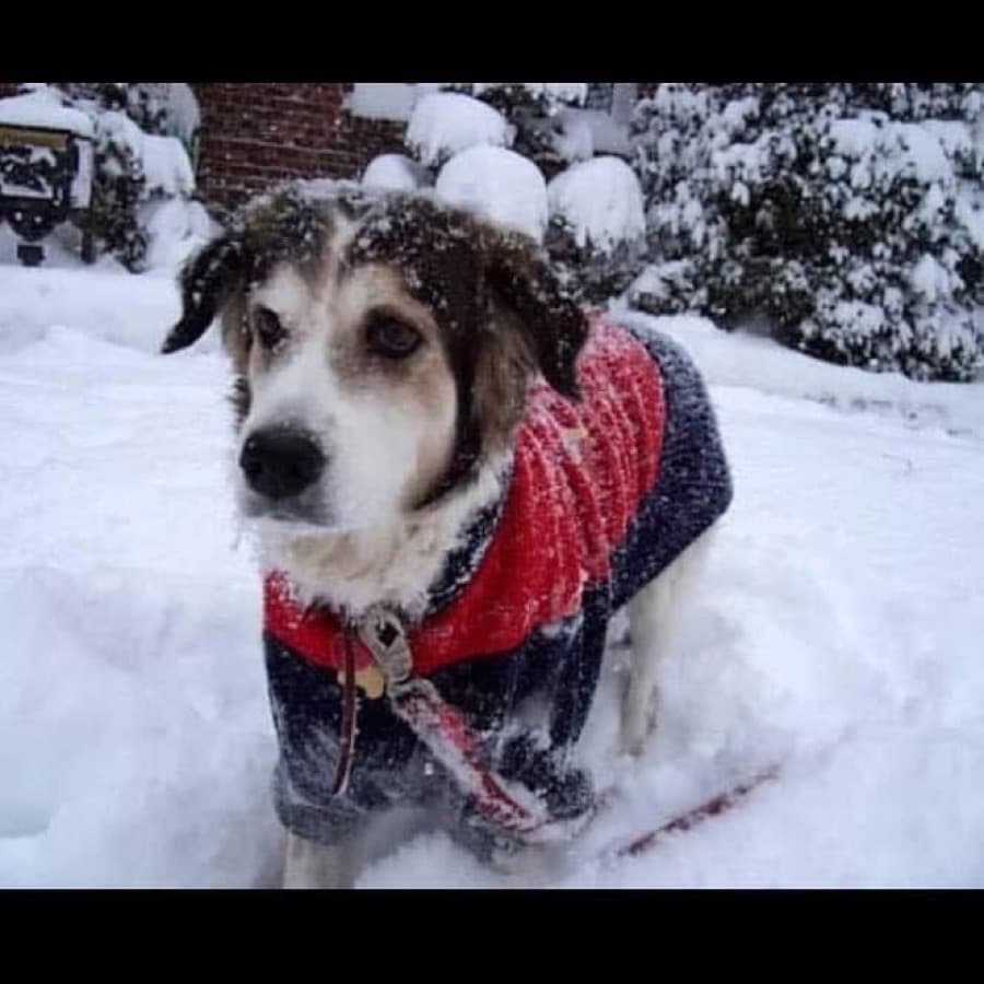Coco, Advisor, Chief Snow-Day Officer